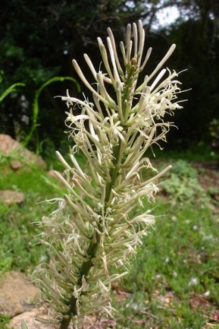 Sansevieria concinna